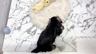 ミニチュアシュナウザーの動画01