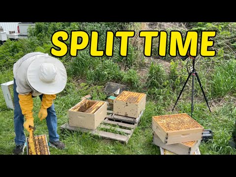 Beekeeping: This Way Of Making A Split Works So Well