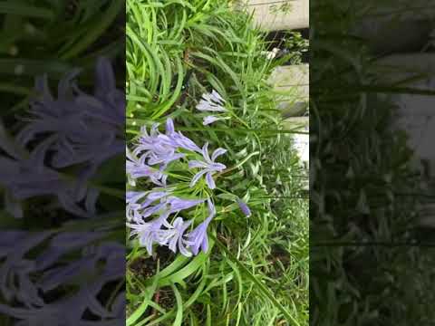 アガパンサスを成長させ、開花を促進するにはどのような肥料を使用すればよいでしょうか?  庭園