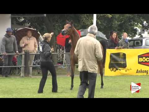 N.117 MARYSE OS - Ströhen 2015 B-Show - Fillies 2 years old (Class E)