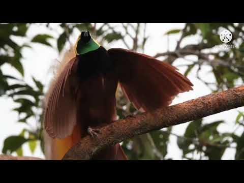 African jungle sounds effects library.nature and wildlife sounds .