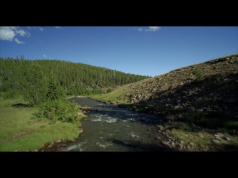 Video thumbnail for Chromatophore