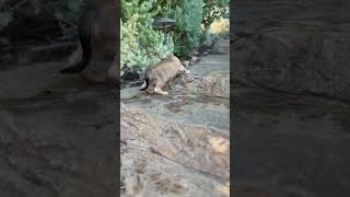 Video preview image #1 Dachshund Puppy For Sale in Corona, CA, USA