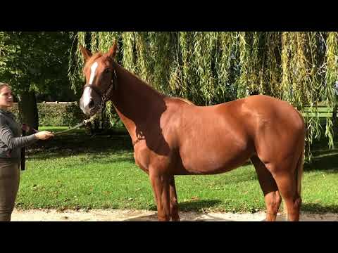 2020 October Yearling Sale - Lot 593 f. OLYMPIC GLORY x BAILEYS PARISIENNE