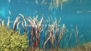 Diving in South Australia - Ewens Ponds