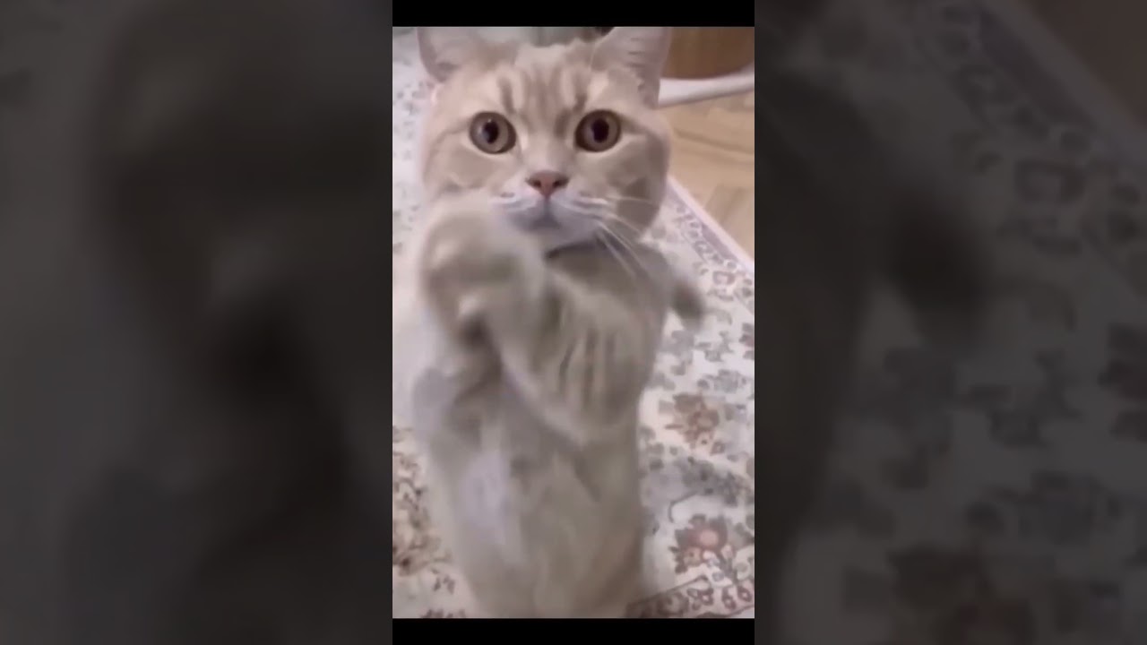 #shorts #youtubeshorts kitten cat meme tik tok video funny cats meow baby cute compilation