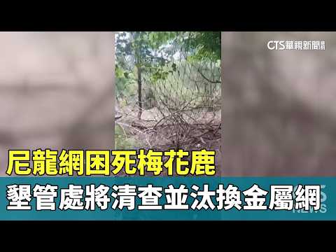 尼龍網困死梅花鹿 墾管處:1週內清查並汰換金屬網