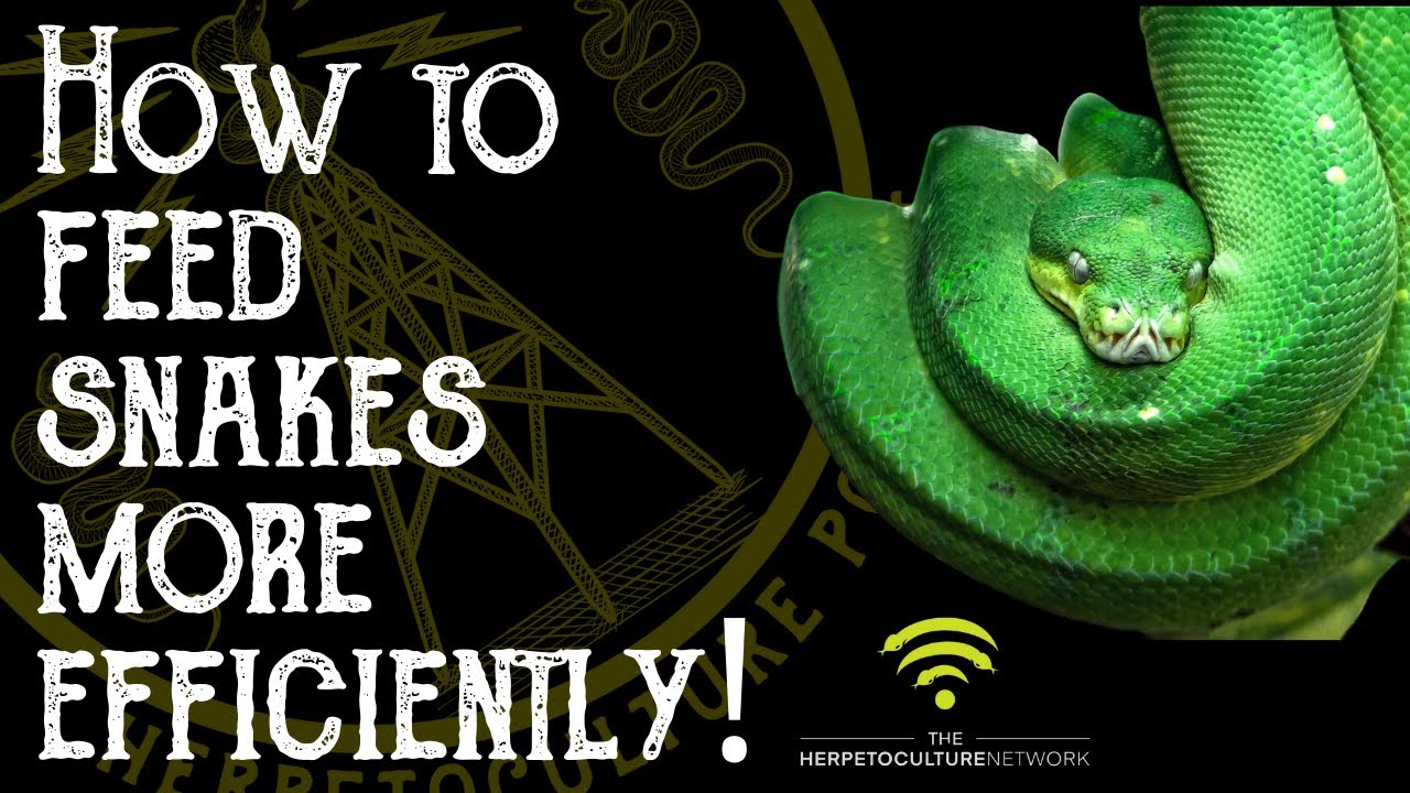 Picture of Making each meal more efficient - Feeders - MorphMarket Reptile Community