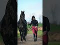 Black Horse With Sexy Girl Shorts Sexy Horseracing Shortindia