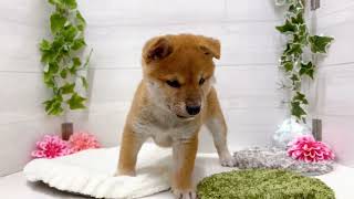 柴犬の動画01