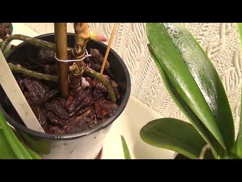 A 5 minute update on the Angraecum/ Renantheras.