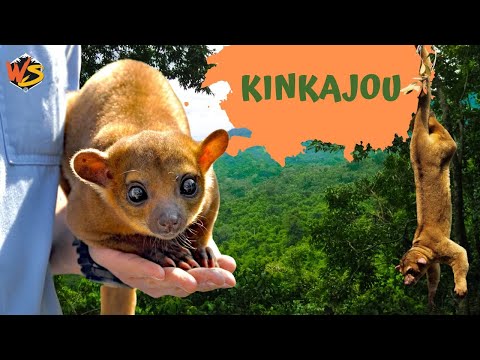 Honey Bear Secrets: Discovering the Chaotic World of Kinkajous