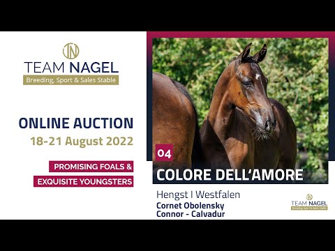 Katalog 04 - Hengst v. Cornet Obolensky - Connor – Calvadur * 03.03.2022