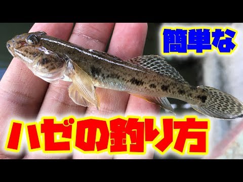 クロハゼ (Gobius niger)