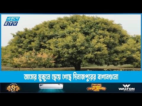 আমের মুকুলে ছেয়ে গেছে দিনাজপুরের বাগানগুলো | ETV News