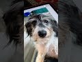 How To Remove The Background From A Photo In IOS IPhone IPad