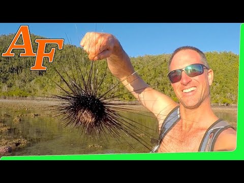 Tropical Island Coast Seafood Forage Catch and Cook Sea Urchin Octopus Oyster EP.414