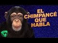 El Chimpanc Que Habla Itowngameplay