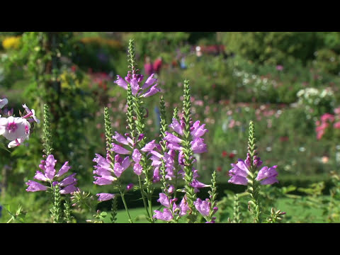 Butchart Gardens Evening & Victoria Highlights | Shore Excursion | NCL