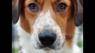 Kate Havnevik &quot;Nowhere Warm&quot; -  Pet Adoption PSA