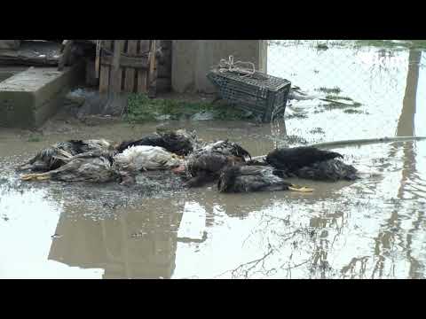 Posledice poplava u Kuzminu