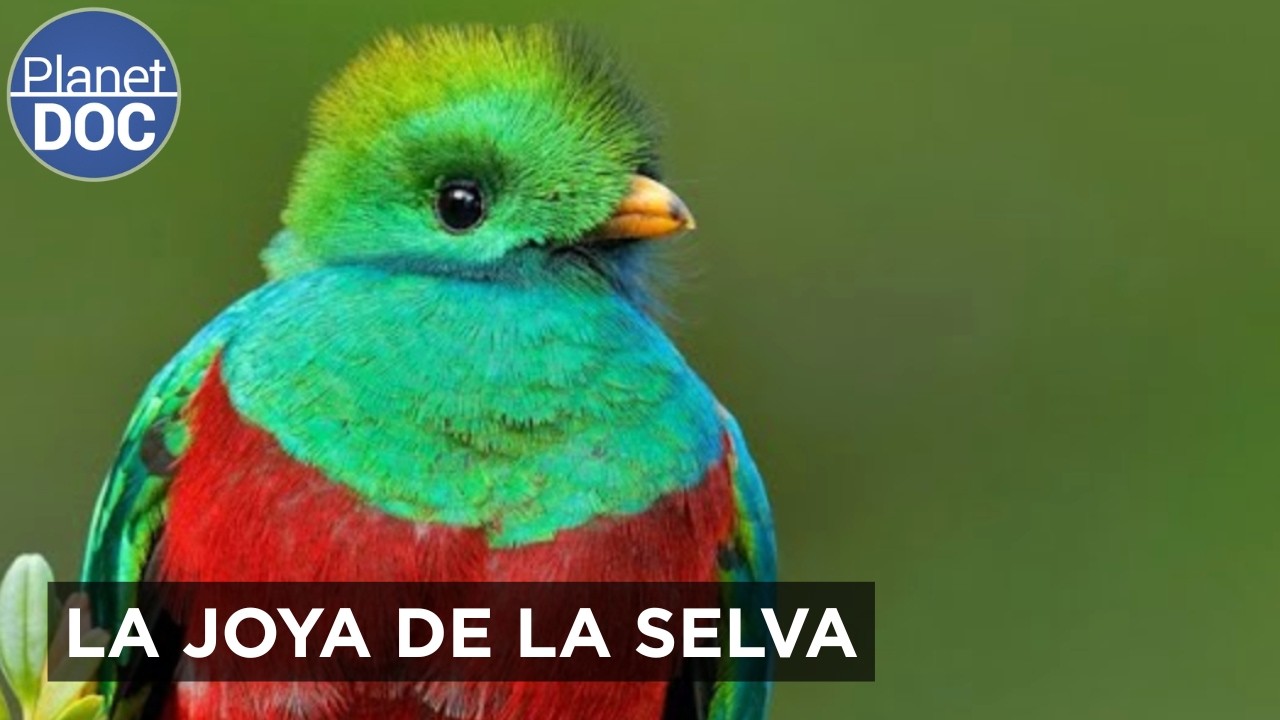 En Busca del Quetzal: El Guardián de la Selva de Guatemala | Planet DOC