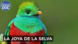 Thumbnail del capítulo