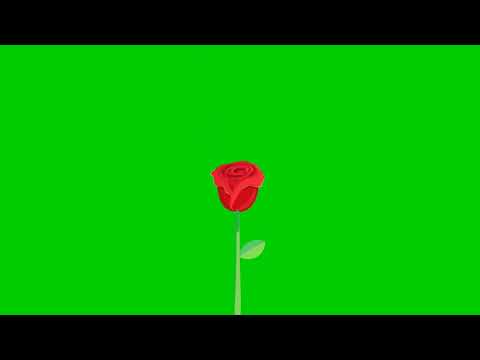 Beautiful Green Rose💚💚🍏🍏 Video Maker /Pragya Green Video