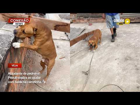 Vídeo: AUjudante de pedreiro: Pitbull viraliza ao ajudar com balde na carretinha.