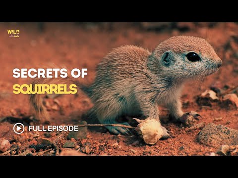 Secrets of Squirrels | The Untold Battle to Save a Species