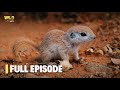 Secrets Of Squirrels The Untold Battle To Save A Species
