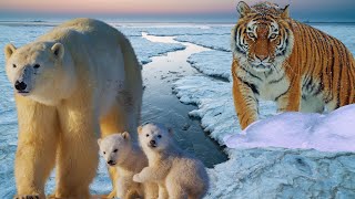 Winter Animals - Snow Animals - Vocabulary Words English Learn - Kids Song