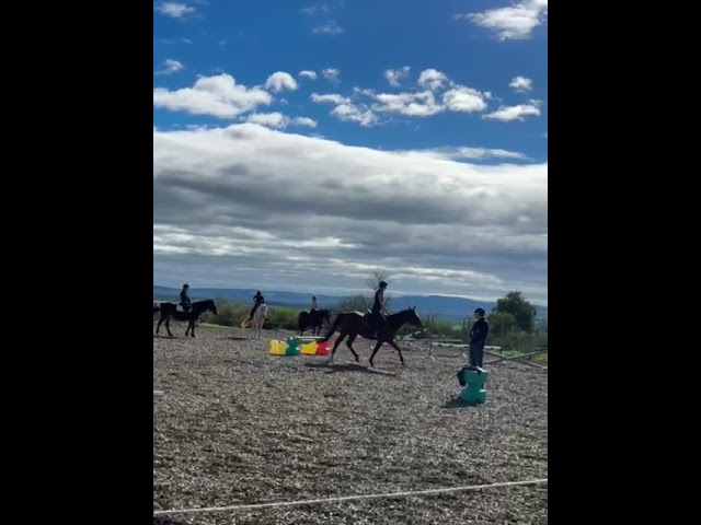 Vends petit jument de loisirs AA 7 ans tr&egrave;s facile