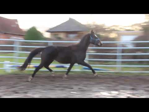 Diamond Big Star Boy – FOR SALE – Allrounder Dressur Springen Hunter – Silverboy - Duir Ask Ichschi