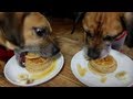 Dogs Eat Pancakes In 20 Seconds