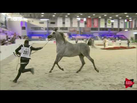 N 281 D RANNAN   Sharjah International 2019