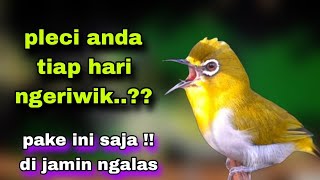 Download lagu Suara Pleci Buxtoni Belajar Ngalas Di Jamin Ampuh ... mp3