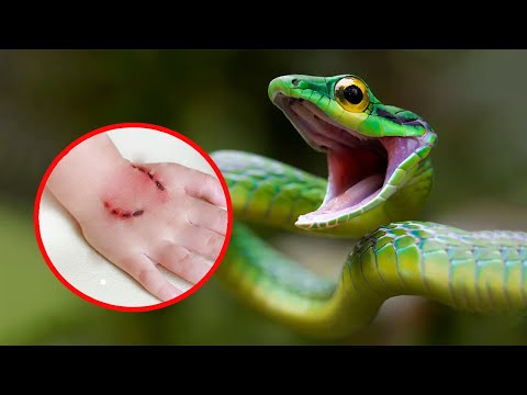 10 Most Venomous Snakes in the World