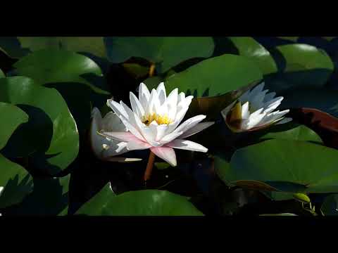 Bruch - Violin Concerto - Bomsori Kim (김봄소리) - BBC Proms 2023