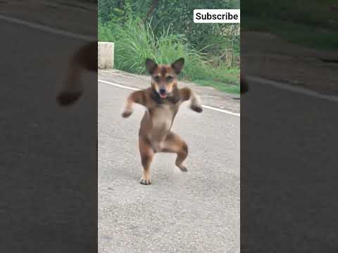 Street dog29#street#dog#dogshorts#dancingdog#shortfeed#shortviral#youtubeshort#ytshort#shorts