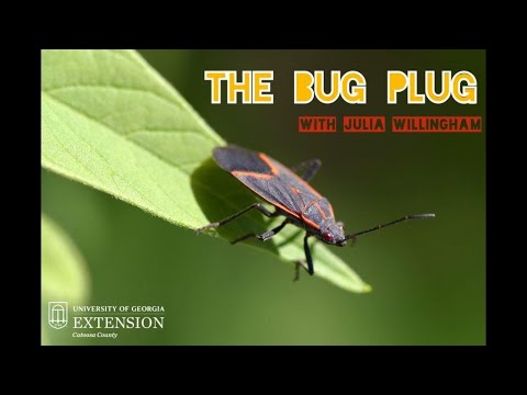 3rd YouTube video about are boxelder bugs dangerous