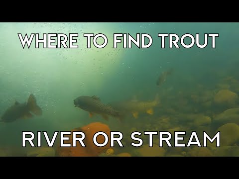 Where To Find Trout In A River or Stream