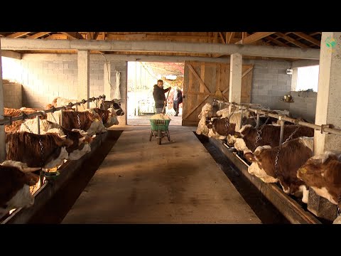 BUJKU  Ferma për 40 viça në Vitomiricë, investim në vlerë 30 mijë euro, nga puna në Holandë