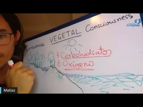 Day 356 VEGETABLE - Matias De Stefano - English Edit
