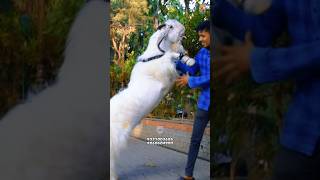 Download lagu TIPU by Ali Baba Goats Pune | Baba Nawab Hansa | Metro MGF #bakra #goat #shorts mp3