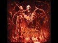 Urethral Defecation - Fat Body 