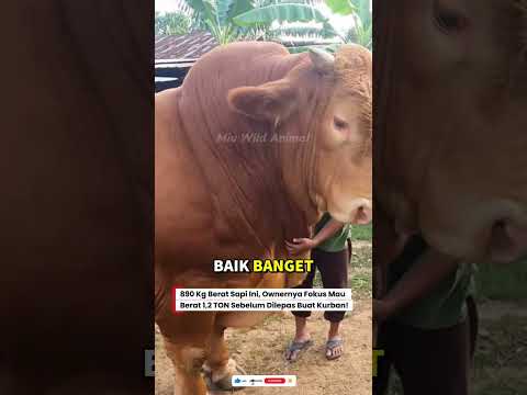 😱TARGET BERAT DI 1,2 TON, SEBELUM IDUL ADHA BERAT SUDAH TERCAPAI! #sapi #sapijumbo #cow #kurban