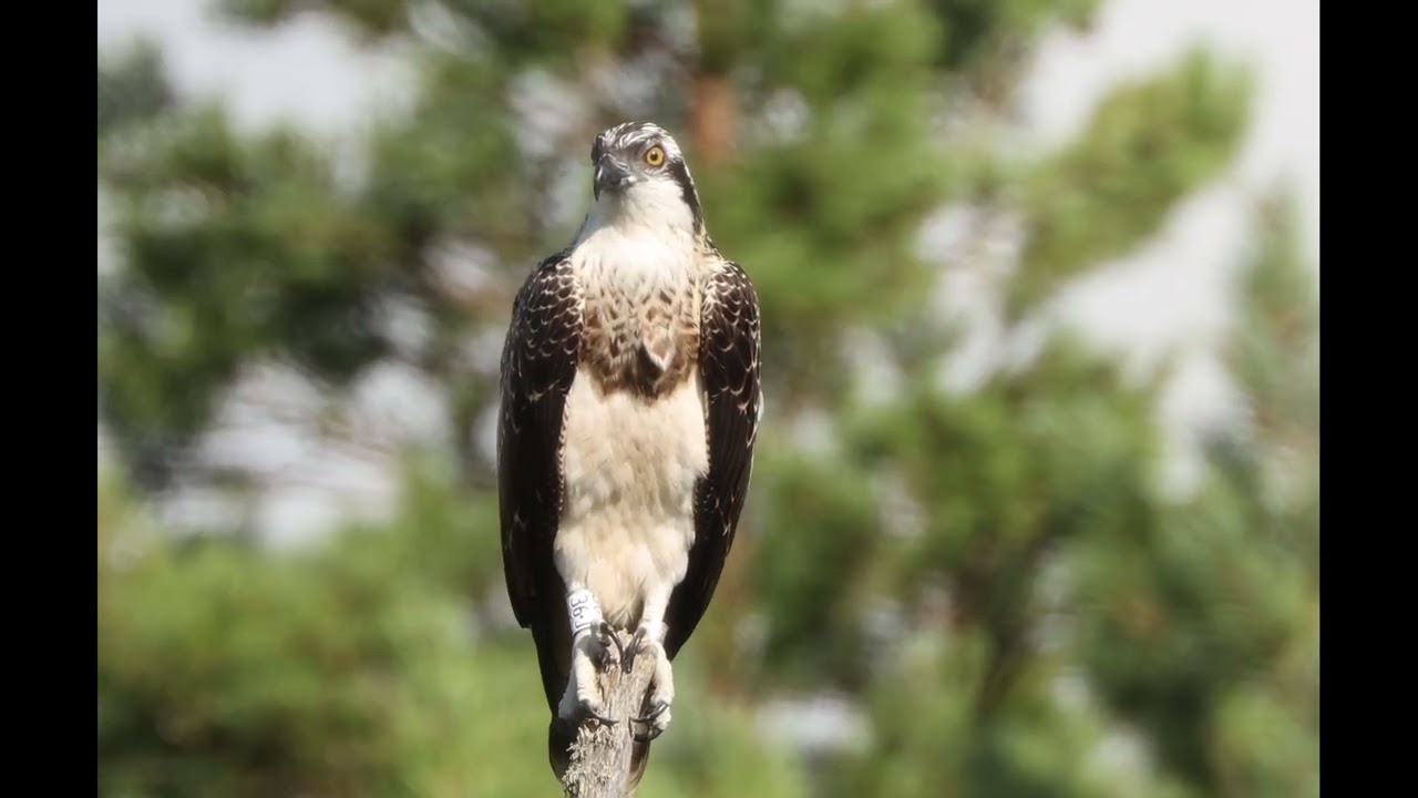 Osprey Resting | Fiskeørn Relaxing in a Tree (2) | 4K Wildlife 2025
