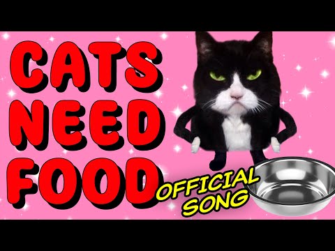 Cats Need Food [Official] Kittycat Song 2
