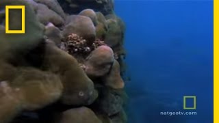 West Indian | Exploring Oceans